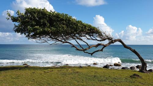 un árbol en una colina junto al océano en La Colline Verte en Deshaies