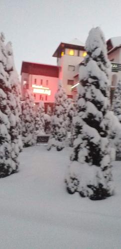 a snow covered pine tree in front of a building at Hotel Miraj - Restaurant & Sauna & Biliard in Poiana Brasov