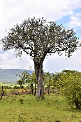 a tree in the middle of a field at ELANGATA OLERAI LUXURY TENTED CAMP in Narok