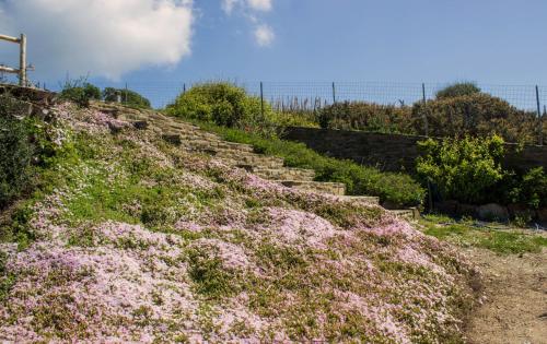 a bunch of pink flowers on the side of a hill at Calascoglietti in Stintino