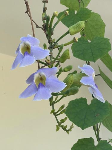 a group of purple flowers on a plant with leaves at Mango Villa Long Hải Beach in Long Hai