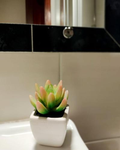a small plant in a white bowl on a counter at Klio Guesthouse in Portariá