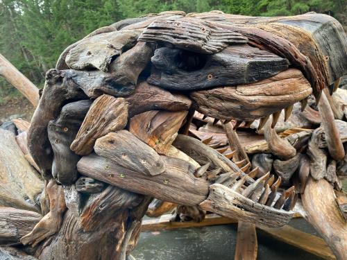 a close up of a skeleton of a dinosaur at High Point Resort in Quathiaski Cove