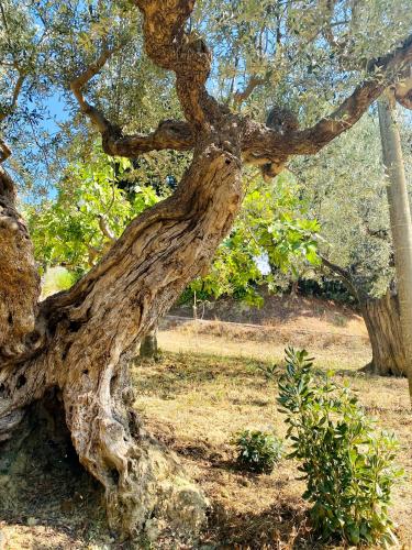 Κήπος έξω από το Villa Francesca