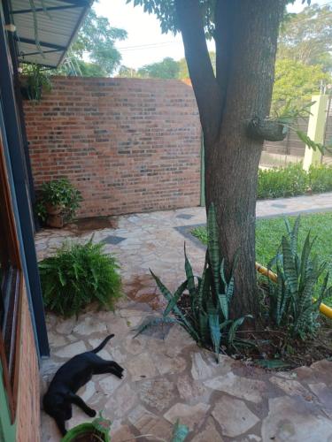 a cat laying on the ground next to a tree at Casa Naranja in San Lorenzo