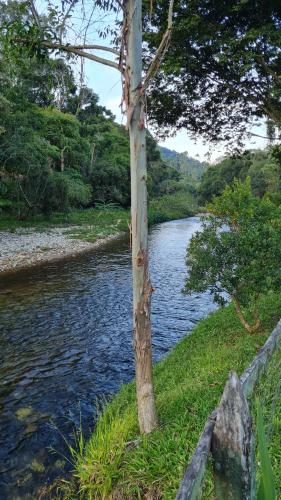 a tree in the grass next to a river at Pousada Remanso do Rio Preto in Visconde De Maua
