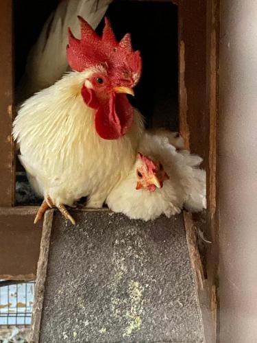 two chickens are sitting in a chicken coop at Il Nuraghe del lago Coghinas in Oschiri