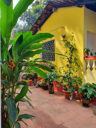 a yellow building with lots of plants and a window at Fatima Guest House in Baga