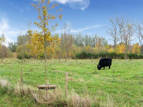 un pâturage de vaches noires dans un champ d'herbe dans l'établissement Tasteful Holiday Home in Loppem with Jacuzzi, à Loppem