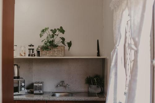 a kitchen with a sink and a shelf with plants at Villa Rose Guesthouse & Venue in Bloemfontein