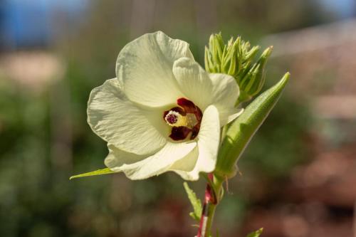 a white flower with a red center at Euphoria Retreat in Mánganos