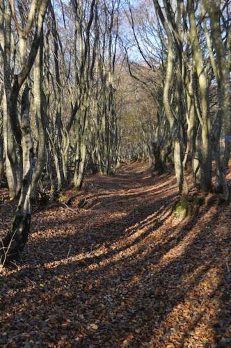 a wooded path with trees and leaves on the ground at Moulin de Merzé in Cortambert
