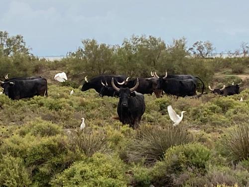 a herd of cattle standing in a field with birds at Le Mas de Cocagne in Saintes-Maries-de-la-Mer