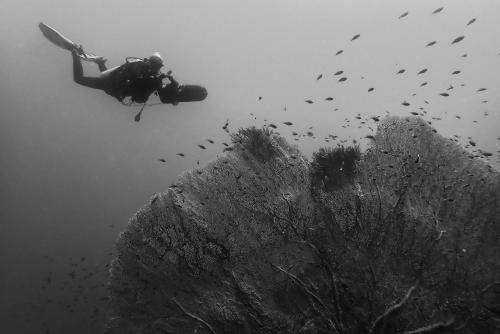 a person is diving into the water with a group of birds at Sanctum Una Una Eco Dive Resort in Pulau Unauna