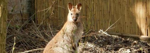 a kangaroo standing in front of a building at Kenguru Panzió és Csárda in Hódmezővásárhely