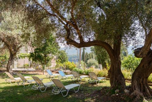 a group of chairs sitting under a tree at Odysseus Hotel in Paleokastritsa