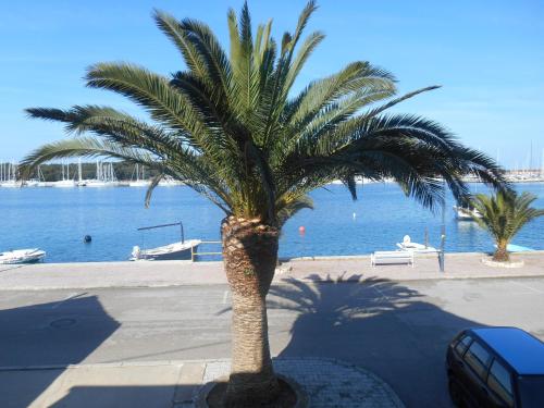 a palm tree on a sidewalk next to the water at Apartment Surya in Rogoznica