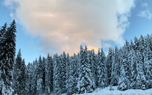 a group of pine trees covered in snow at CEDAR LODGE NEXT TO LIFT ONE BEDROOM APARTMENT in Bansko