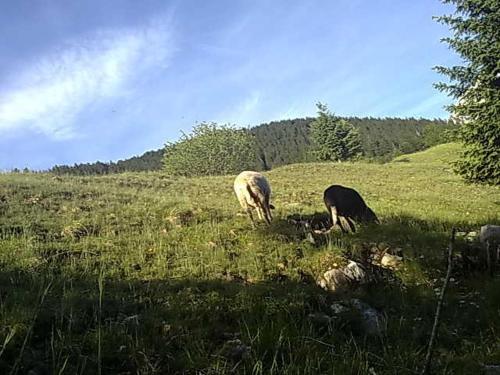 two sheep grazing in a field of grass at Studio Brnat in Kobarid