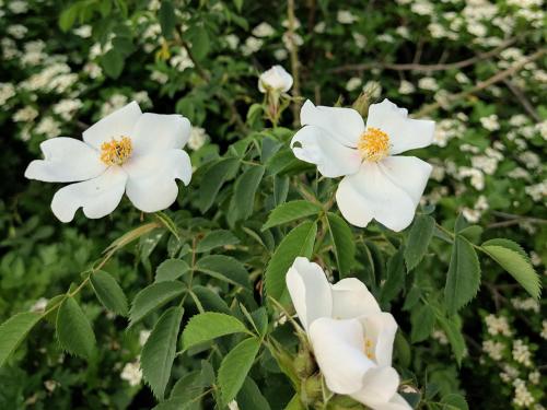 a group of white flowers on a bush at La Casa de Habel in Quba