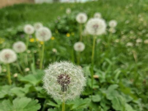 a dandelion in a field of flowers at La Casa de Habel in Quba