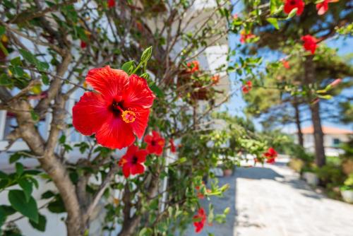 a red flower is hanging from a tree at Tassos & Marios Apartments II in Alikanas
