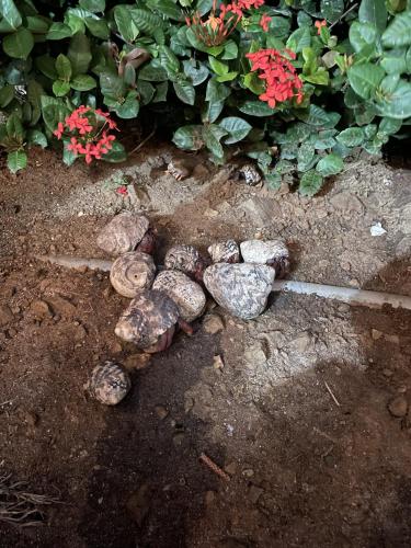 a group of rocks on the ground next to flowers at Virgin Islands Campground in Water Island