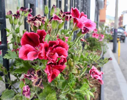 a bunch of pink flowers on a fence at Casa de hospedaje Vivaio in Paipa
