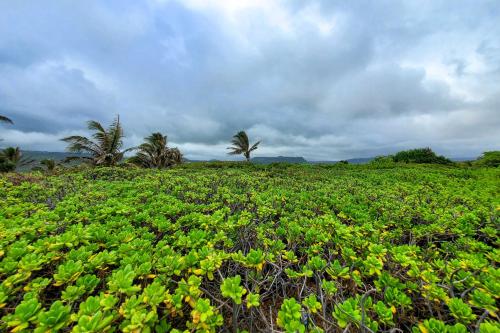 a field of green plants with palm trees in the background at The Aloha Green House Retreat with Ocean Views! in Naalehu