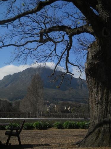 a bench next to a tree with a mountain in the background at Auberge Clermont in Franschhoek