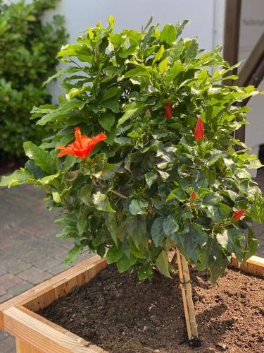 a plant with a red flower in a wooden box at Das kleine Landhotel in Dorsten