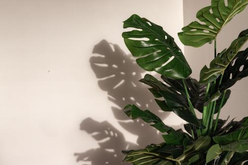a green plant casts a shadow on a wall at Nuevo y Luminoso en Plaza Moyua in Bilbao