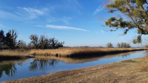 a body of water with a tree and some grass at Hotel am See in Hard