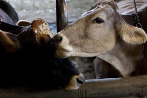 a couple of cows standing next to each other at Mockenhof in Argenbühl