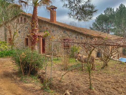 a coyote standing in front of a house at Masía Can Janet in Arbúcies
