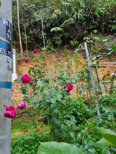 a garden with red roses in a garden at Highlanders Garden Guesthouse at Arundina Cameron Highlands in Cameron Highlands