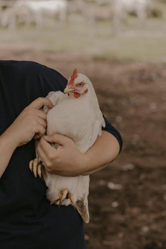 a person holding a white chicken in their hands at Qambathi Mountain Lodge in Kamberg Valley