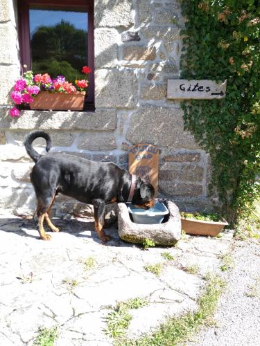 un chien mangeant à l'extérieur d'un bol devant un bâtiment dans l'établissement Domaine de Lesvaniel, à Landudec