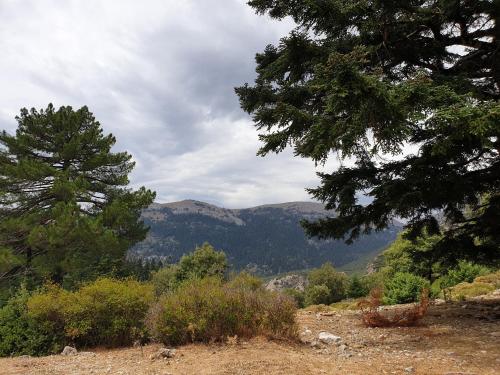 a view of the mountains from a hill with trees at Gite Talassemtane in Chefchaouene