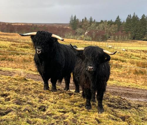 two animals with horns standing in a field at Traditional 2 bed croft in Portskerra