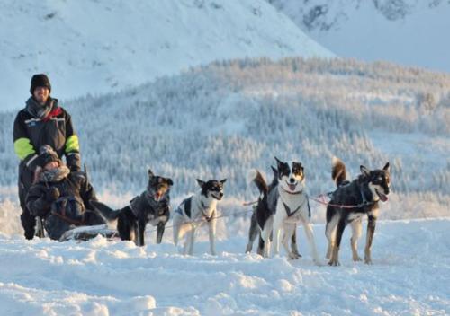 a man and a group of dogs in the snow at Lyngen Experience Lodge in Nord-Lenangen