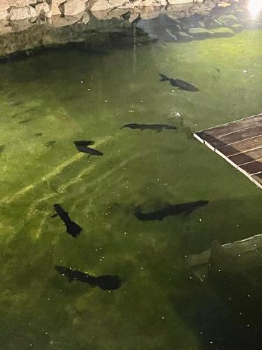 a group of sharks swimming in the water at Pousada nossas Raízes in Porto Velho