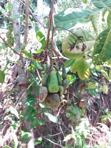 a bunch of green fruit hanging from a tree at Cashew Villa Hiriketiya in Hiriketiya