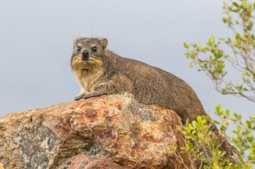 a squirrel sitting on top of a rock at Kwetu Guest Farm in Swellendam