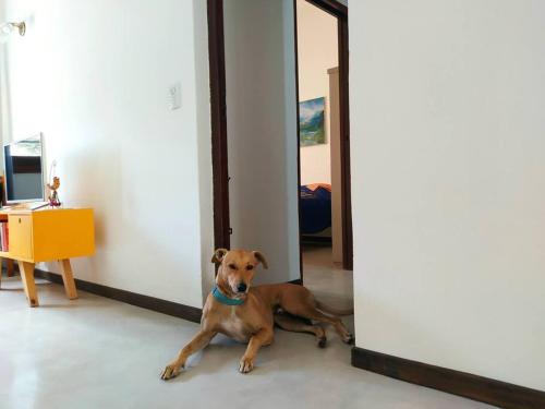 un perro marrón tirado en el suelo en una habitación en Casa Limón en Chascomús