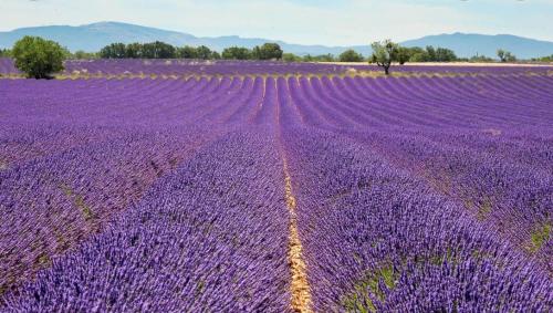 a purple lavender field with a field of purple flowers at Studio Lou Cigaloun climatisé in Gréoux-les-Bains