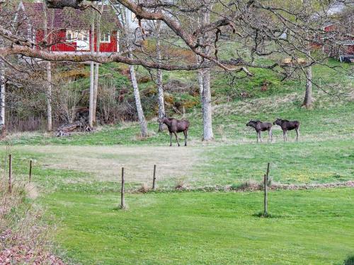 drei Pferde stehen auf einem Grasfeld in der Unterkunft 5 person holiday home in ASKER ARNA in Buvik