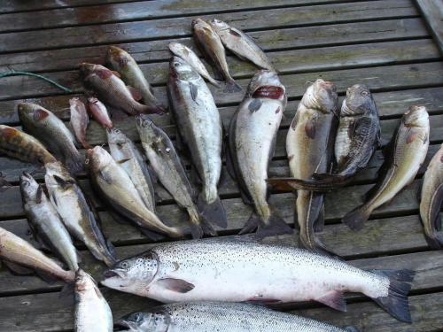 a bunch of fish sitting on a grill at Holiday Home Foreneset in Jelsa
