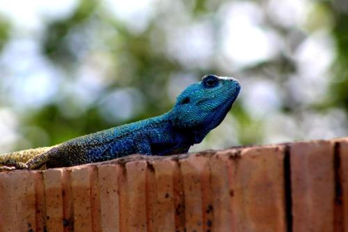 a lizard sitting on top of a wooden fence at Buffalo Ranch Game Lodge in Groblersdal