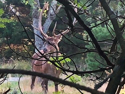 a painting of a deer in a forest at 8 person holiday home in Vejers Strand in Vejers Strand